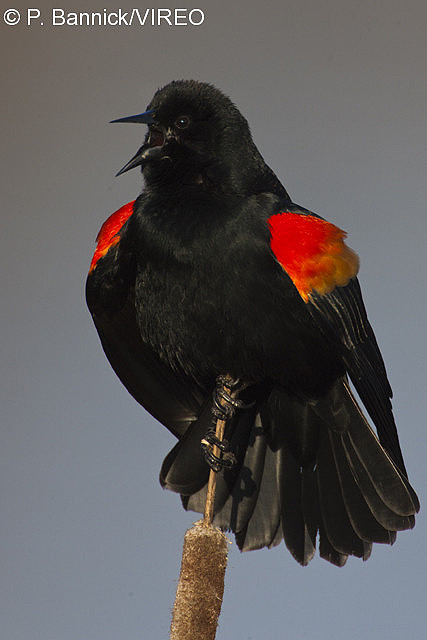 Red-winged Blackbird